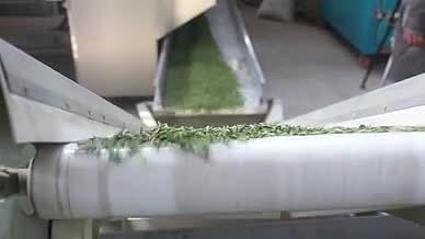 茶叶加工厂绿茶加工生产视频的预览图